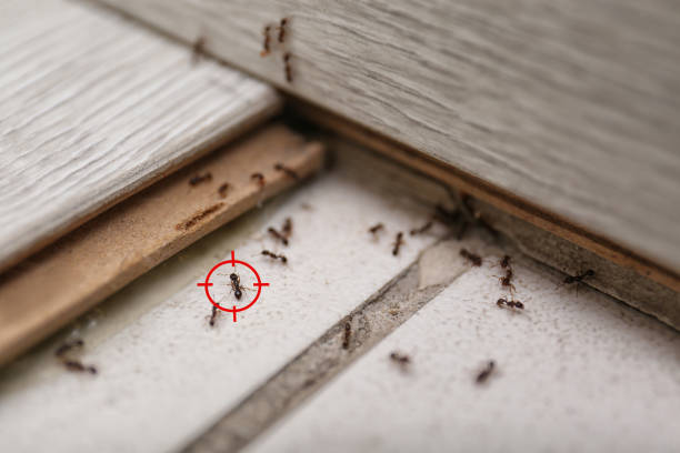 Best Pest Prevention Services  in Manchester, KY